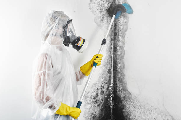 Best Real Estate Mold Inspection  in Flagstaff, AZ
