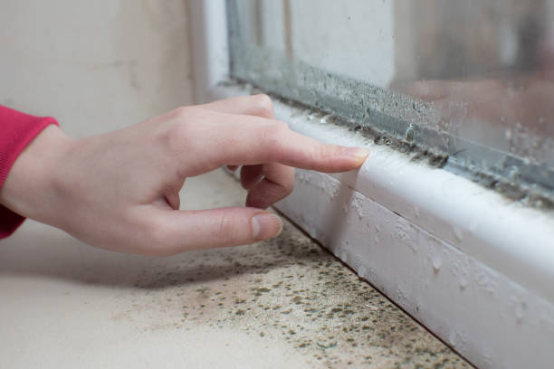 Best Mold Odor Removal Services  in Flagstaff, AZ