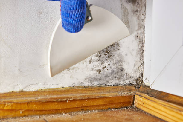 Best Dehumidification Services  in Flagstaff, AZ